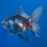 Thai Oranda Tri-Color 3.00" Body Male (FEB-795)R1B03