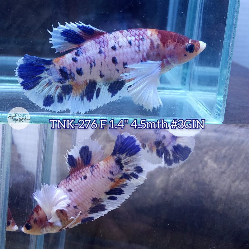 Live Female Betta Fancy marble Polkadot Dumbo Big ear Plakad (TNK-276) High quality what you see what you get!!