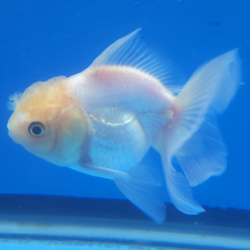 Thai Oranda White Lemonhead Platinum 2.5” Female (FEB-361)R3B20