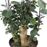 Aralia Fabian Tree Stump Unique Bonsai Live Plant, 8 inch Pot, Green/Purple Foliage - Get similar to picture