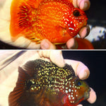 SHORT BODY SUPER RED TEXAS x CRYSTAL RED PARROT FRY 1.00"