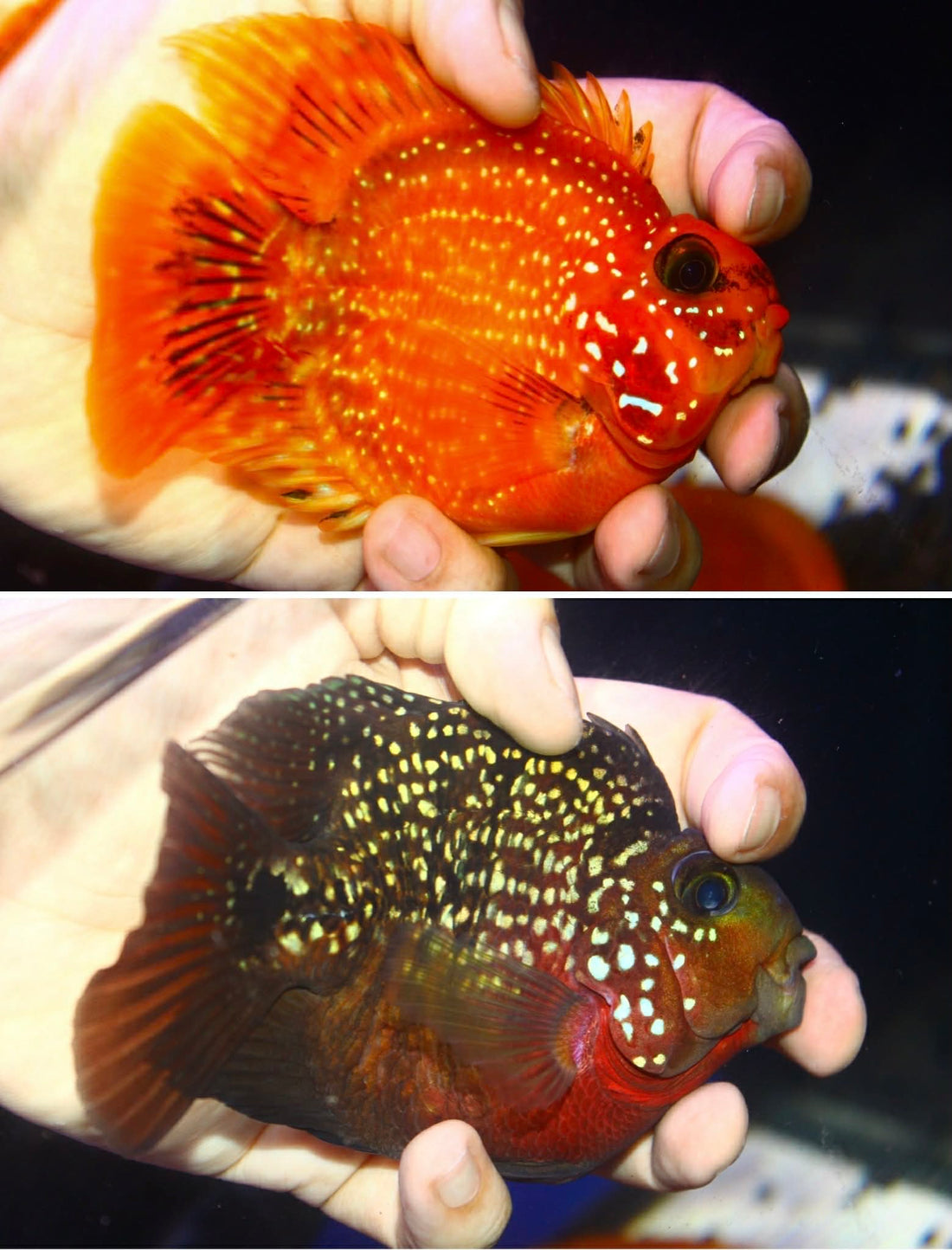 SHORT BODY SUPER RED TEXAS x CRYSTAL RED PARROT FRY 1.00"