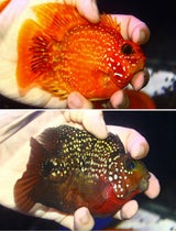 SHORT BODY SUPER RED TEXAS x CRYSTAL RED PARROT FRY 1.00"