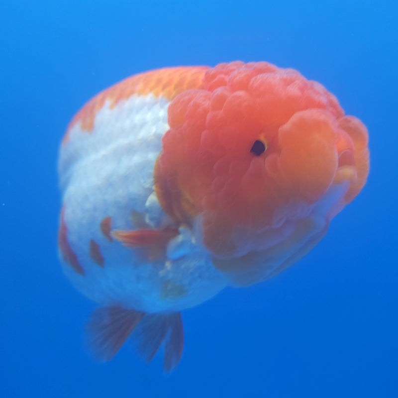 Thai Jumbo Ranchu Red & White 5in Female (FEB-213)SHOWTANK2