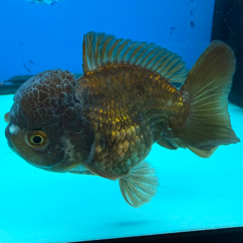 Thai Oranda Copper 3.5" Female(FEB-427)R2B01