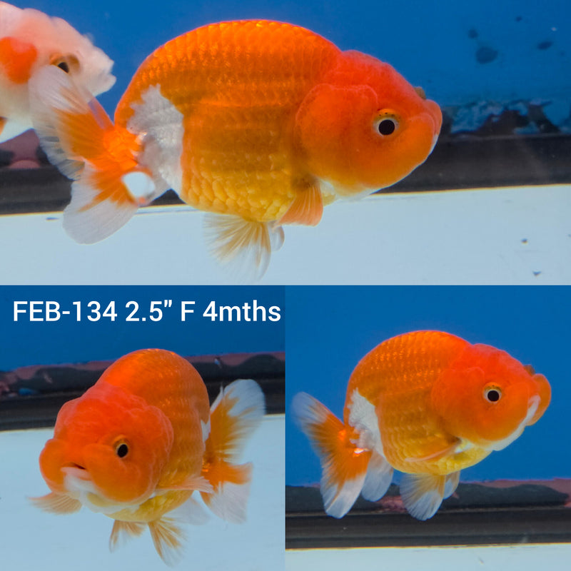 Red & White Ranchu 2” Body Female (FEB-134)R3B09