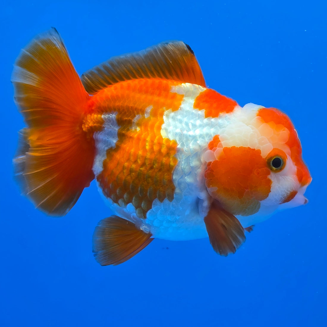 Thai Oranda Yuanbao Red abd White 4.50" Body Female (FEB-736)R2A09
