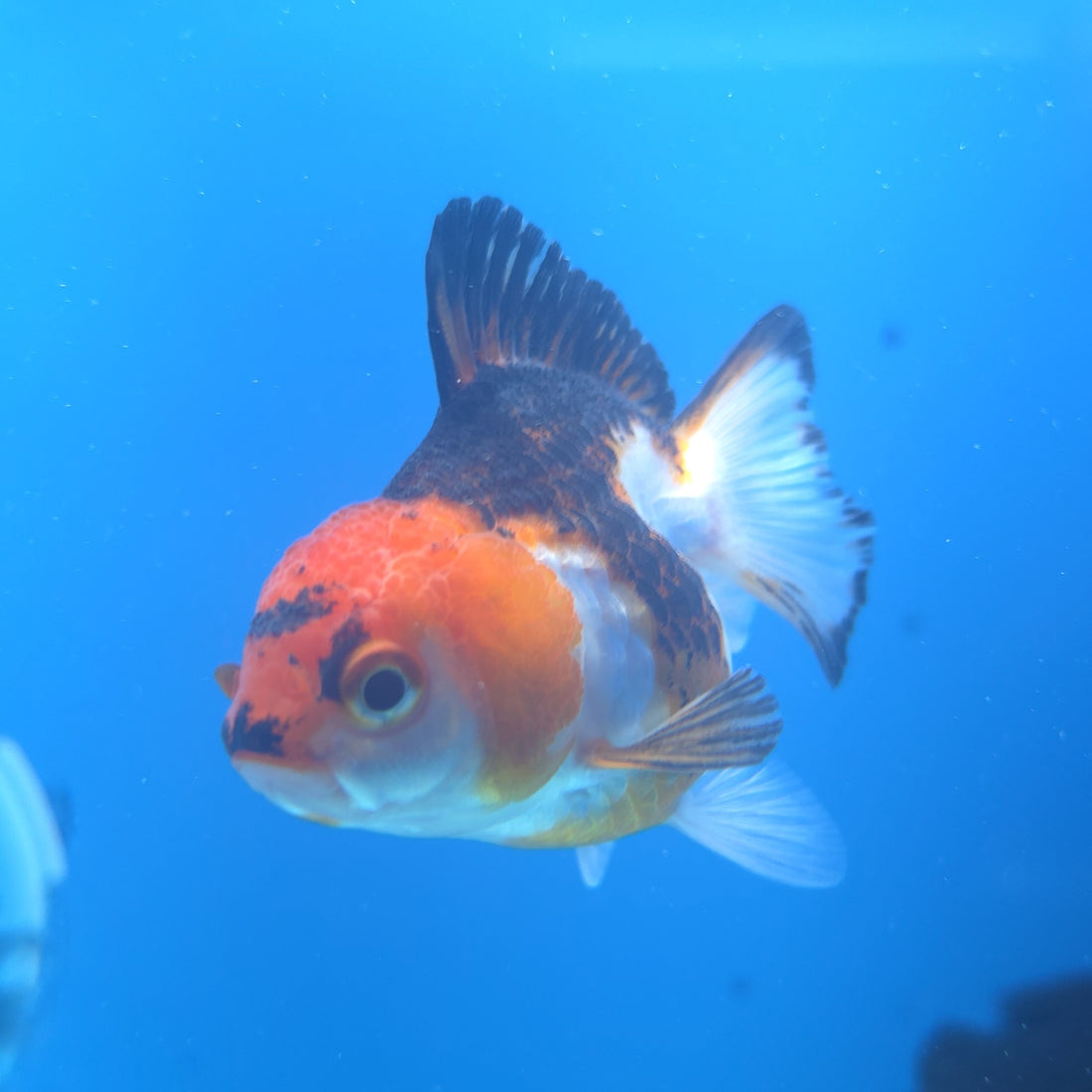 Thai Oranda Tri-Color 2.5” Female(FEB-664)R3B04