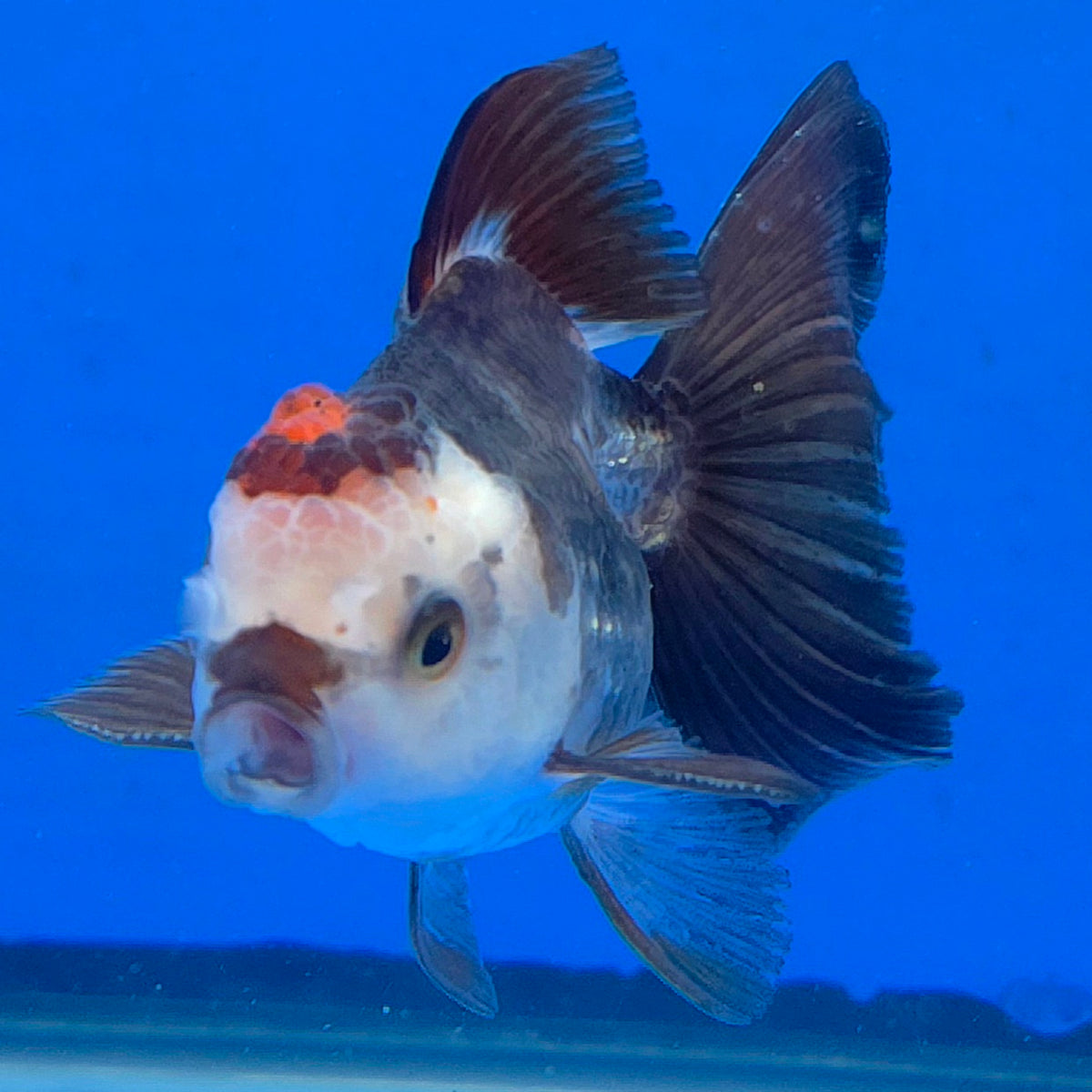 Thai Oranda Tri-Color 2.50" Body Female (FEB-865)R2B15