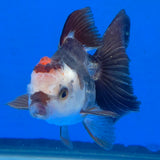 Thai Oranda Tri-Color 2.50" Body Female (FEB-865)R2B15