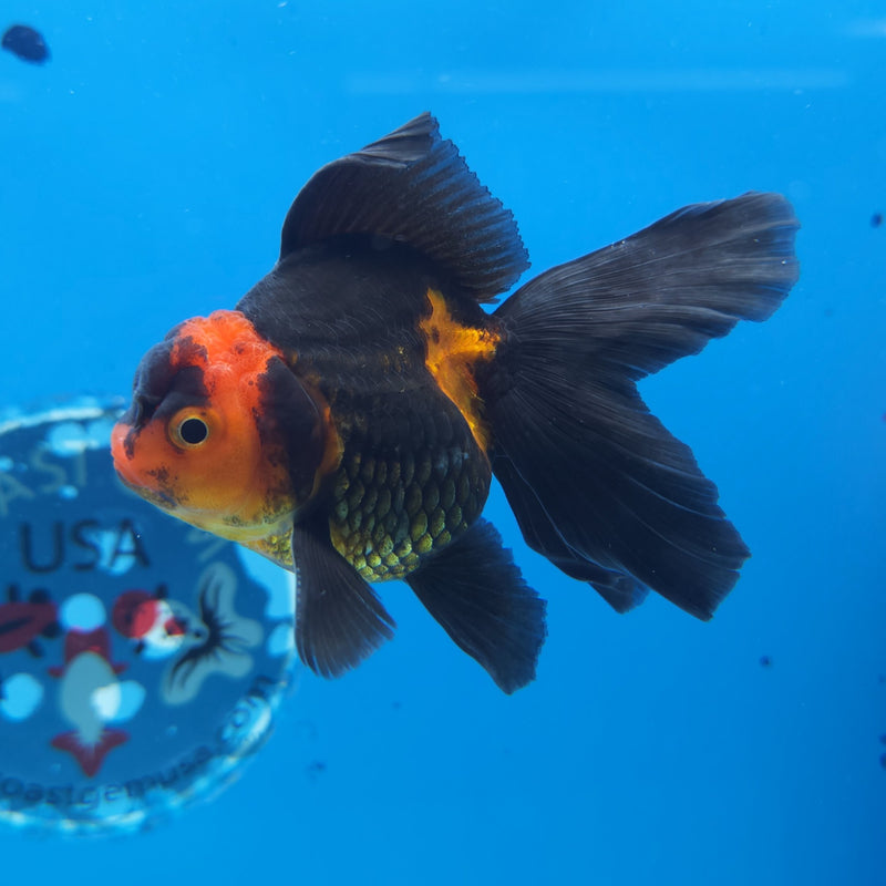 Thai Oranda Apache 2.5” Female(FEB-244)R3B04