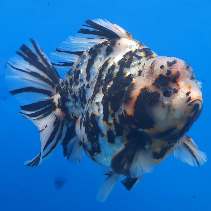 Thai Jumbo White Tiger Orchid Tail Oranda by NK THAILAND 5.00 inch Body (NKT-FEB-370)