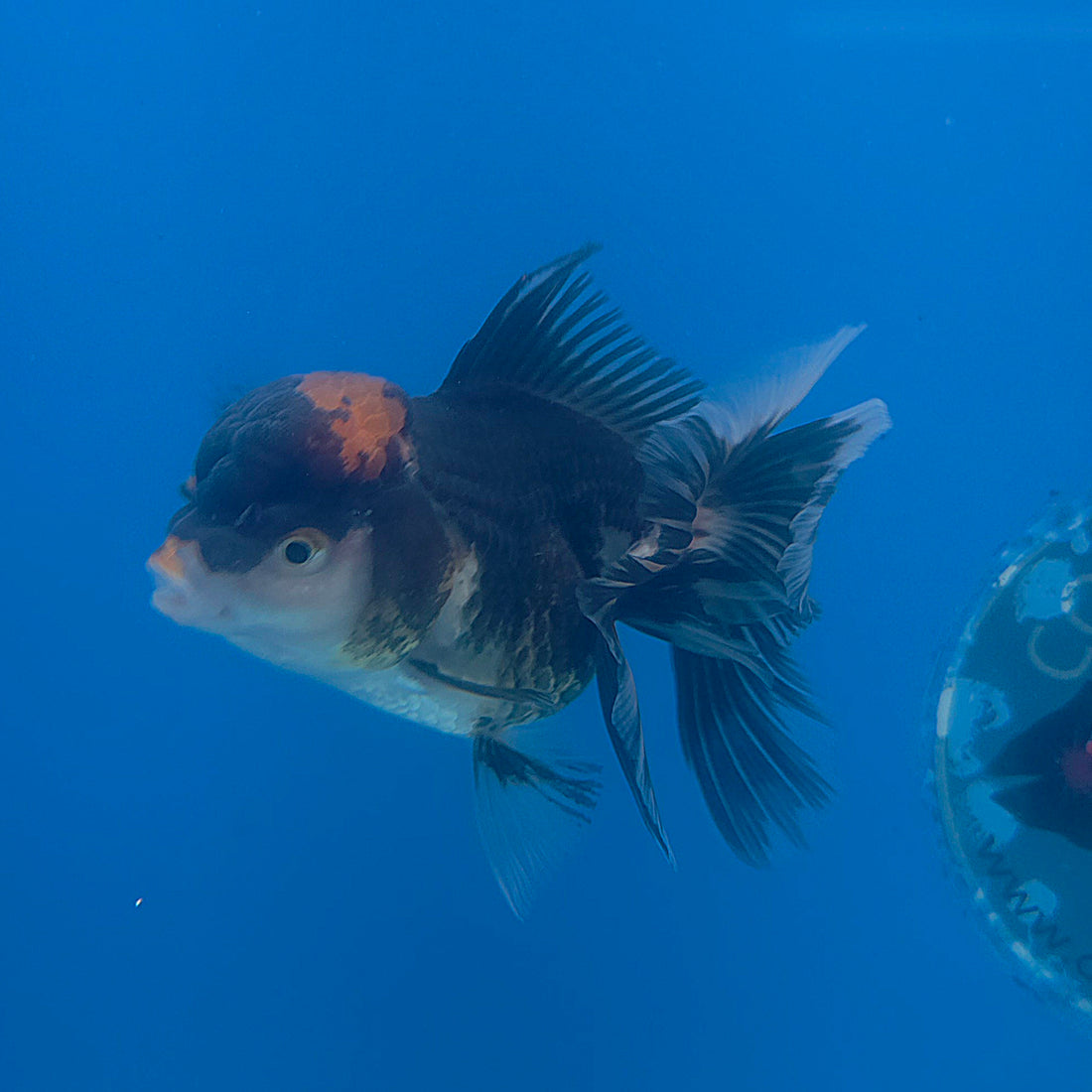 Thai Oranda Red Cap Panda 3.5” Female(FEB-708)R1A07