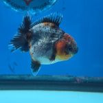 Thai Oranda Red Cap Blue Kirin Shogun Farm 2.5" Body Female 6mths(FEB-584)R3B02