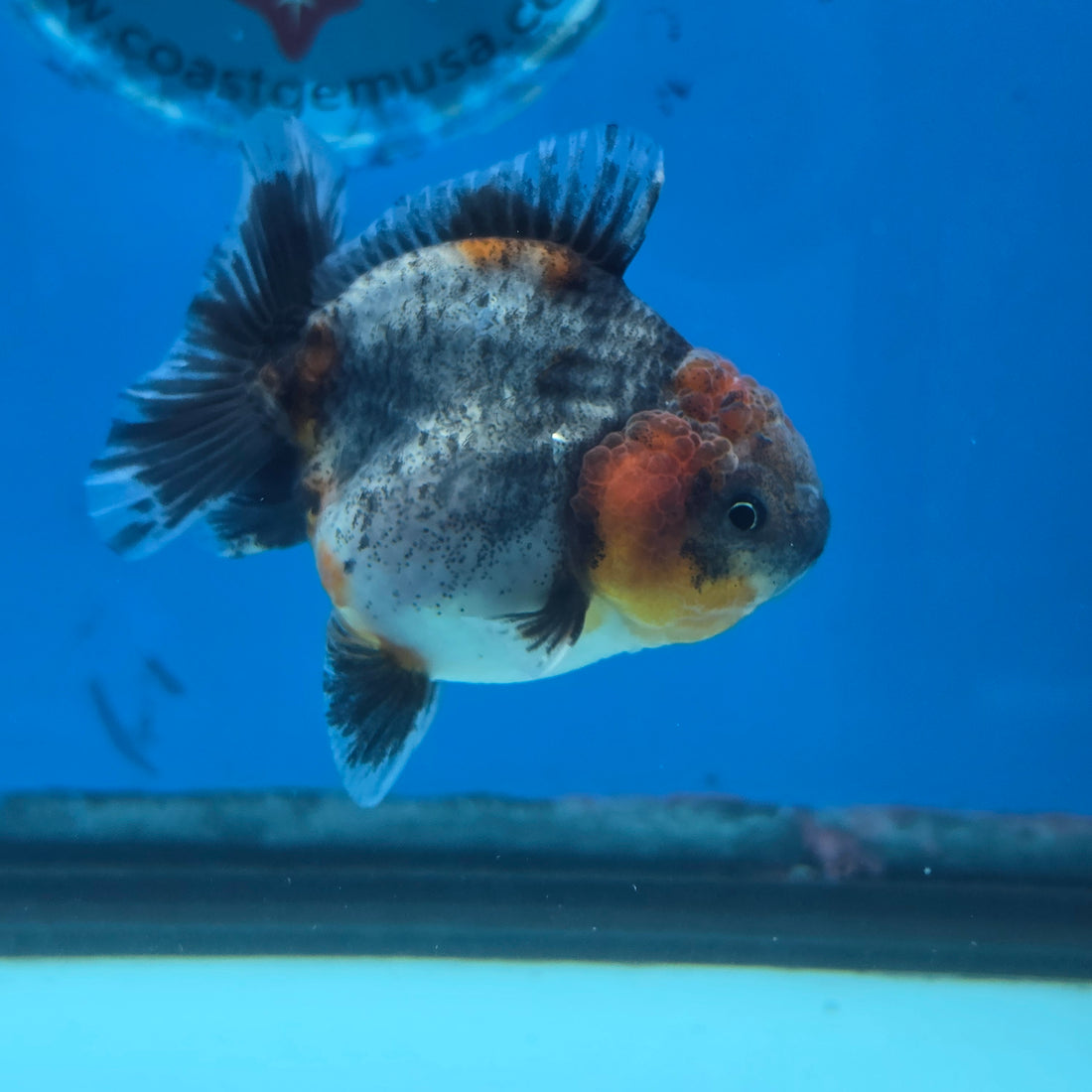 Thai Oranda Red Cap Blue Kirin Shogun Farm 2.5" Body Female 6mths(FEB-584)R3B02