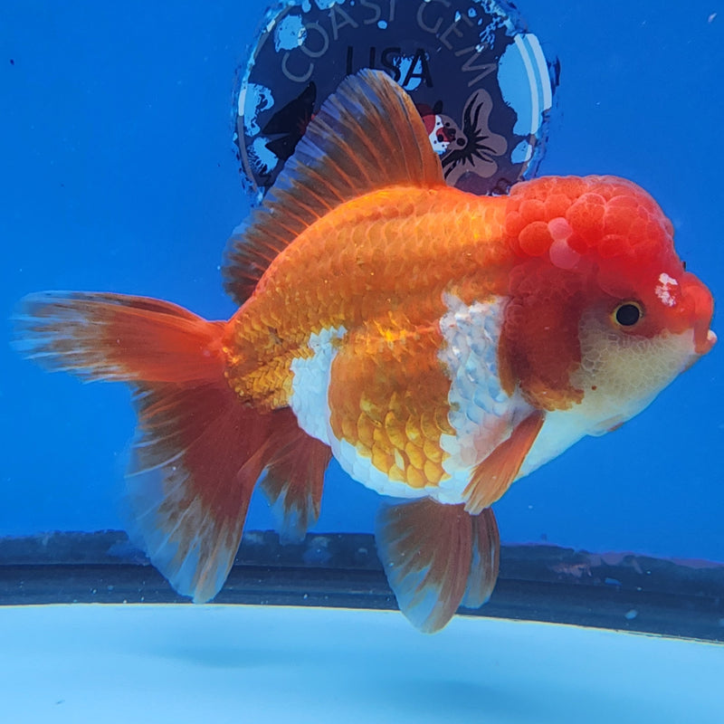 Thai Oranda JUMBO Red/White 4.5” Body Female(CK-1434)BLUETUB2