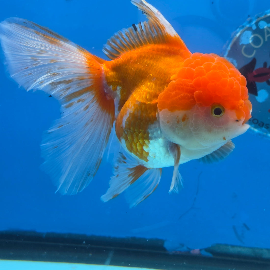 Thai Oranda Red and White 4.5" Body Female 9mths(FEB-572)R3A01