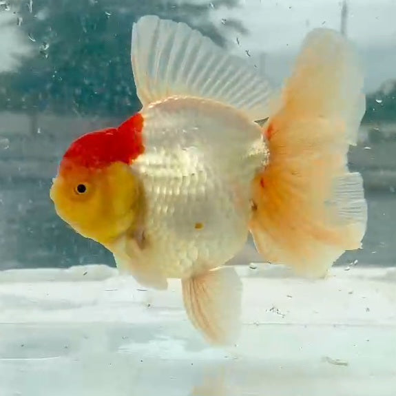 Thai Red Cap Oranda Orchid Tail 4.00 inch Body (QGF-JO1166)