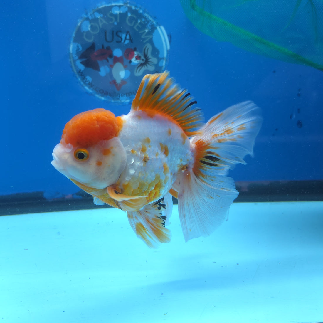 Thai Oranda Red and White 4.5" Body Female 9mths(FEB-574)R2A02