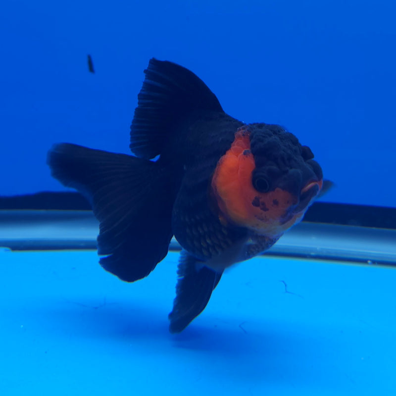 Thai Oranda Apache 2.5” Female (FEB-248)R3B04