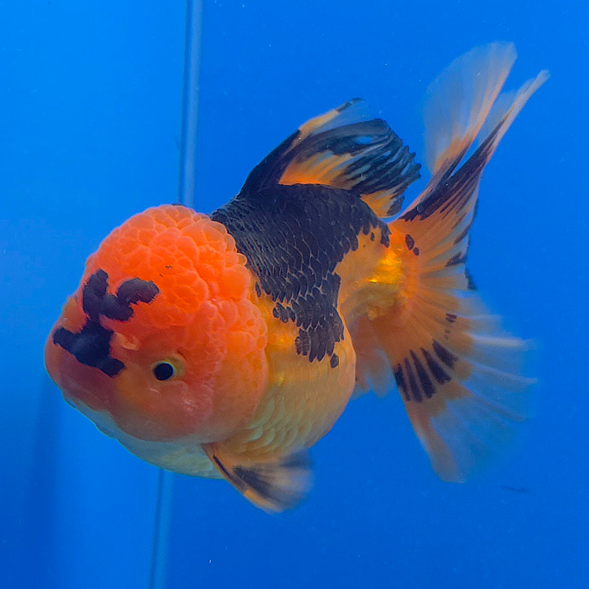 Thai Oranda Red Apache  3.80" Body Female (FEB-802)R1B04
