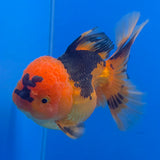Thai Oranda Red Apache  3.80" Body Female (FEB-802)R1B04