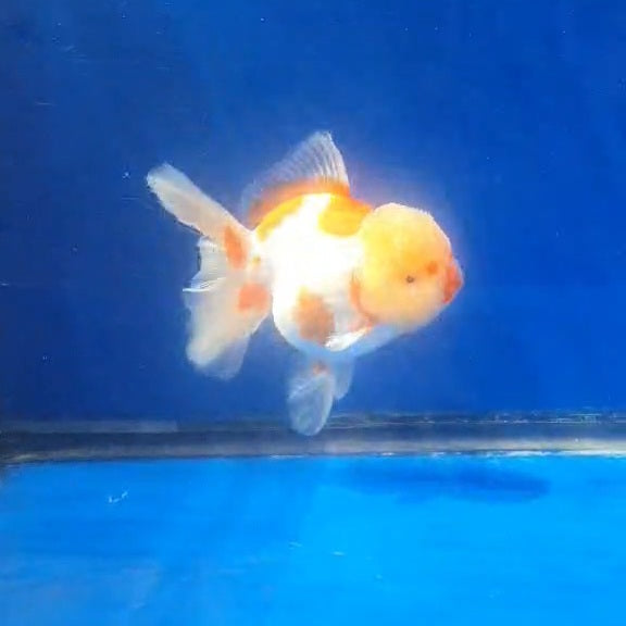 Thai Jumbo Red/White Orchid Tail Oranda 4.50” Body (CRP-JO1146)