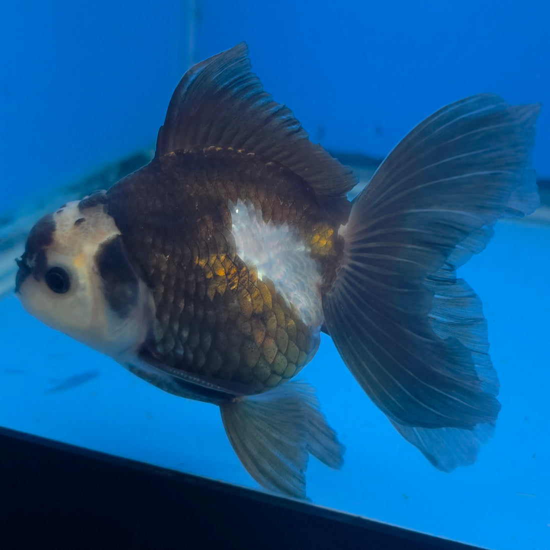 Thai Oranda Lemon Head Panda Jumbo Breed 2.8" Body Male 6mths(FEB-547)