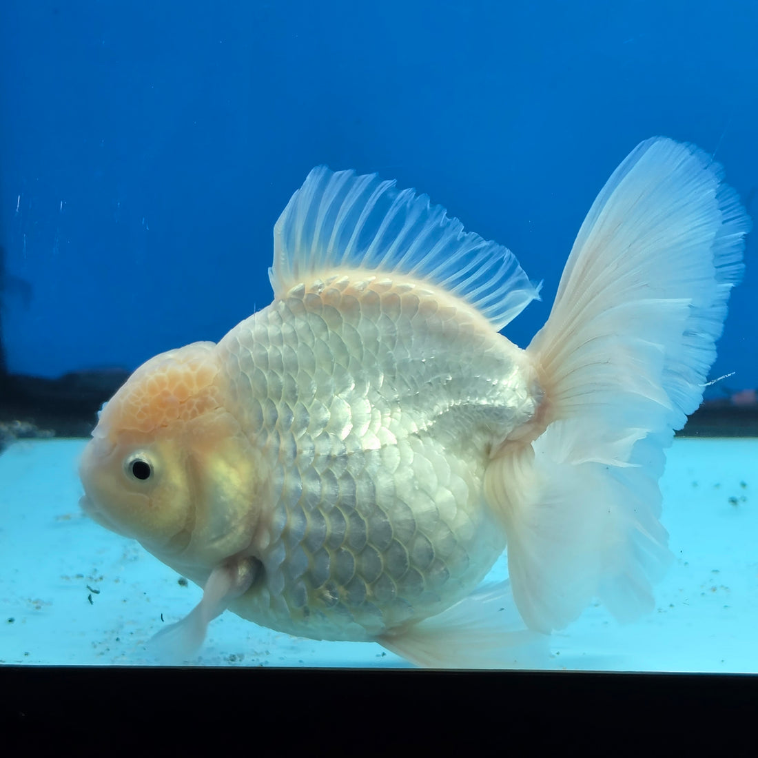 Thai Oranda White Platinum 4.5 in Body Female (FEB-520)R3A08