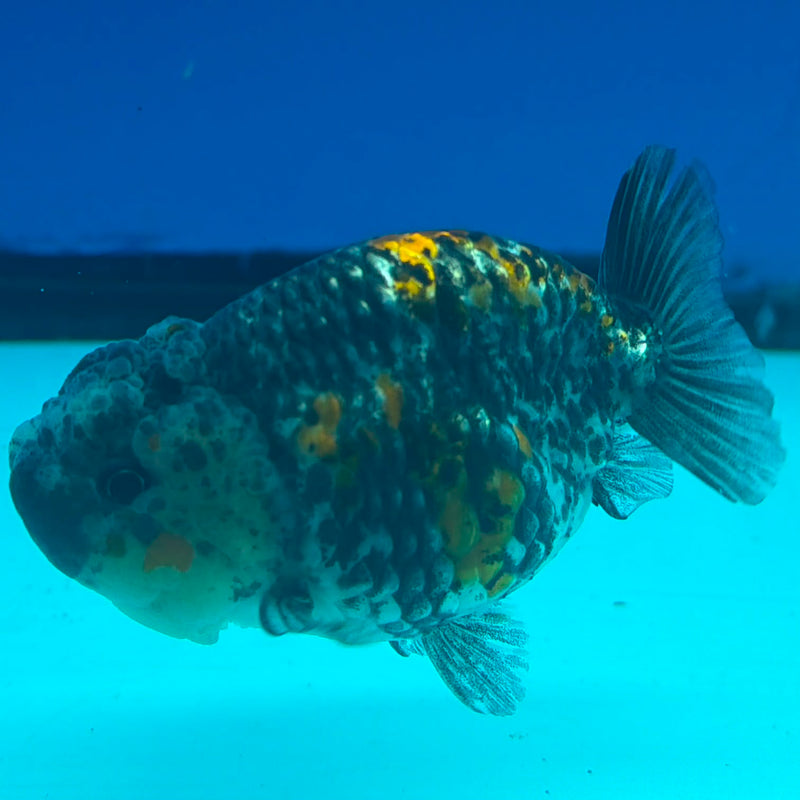 Thai Ranchu Tri Kirin Tiger Body 3.5in Female (FEB-449)BLUETUBA