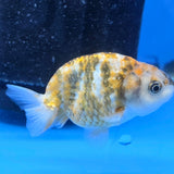 Thai Ranchu Tri Color Tiger 2.50" Body Female (FEB-812)R2B05