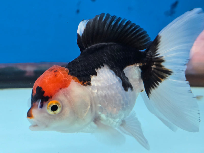 Thai Tri Color Oranda 2.50 inch Body Female (NNN-2075)R4B06