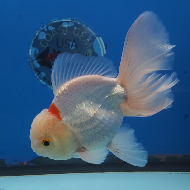 Thai Oranda Tri-Color 3.5” Female (FEB-259)R3A04