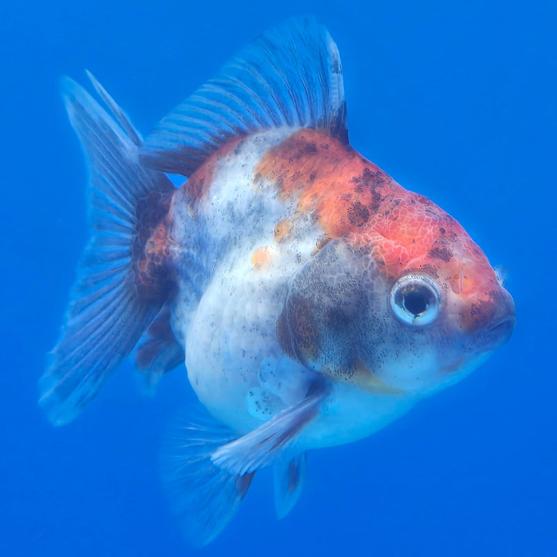 Thai Shogun Calico Oranda 2.5" Body Male A+ Grade(CK-603)R3A01
