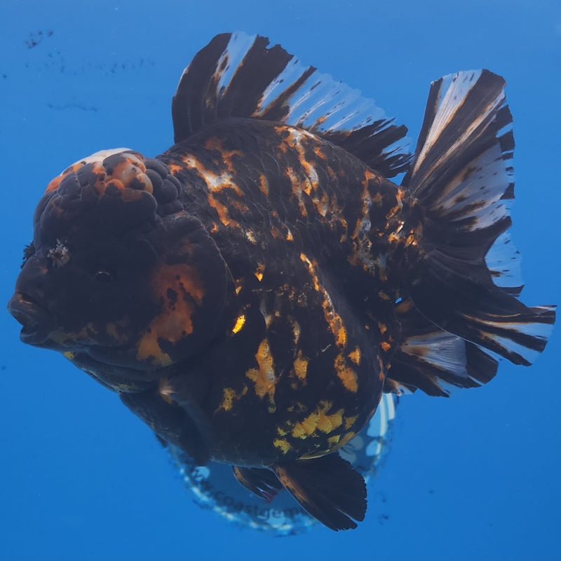 Thai Jumbo Black Tiger Orchid Tail Oranda by NK THAILAND 5.00 inch Body (NKT-FEB-372)