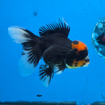 Thai Oranda Red Cap PomPom Color 3.5 in Body Male (FEB-533)R3A03