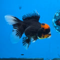 Thai Oranda Red Cap PomPom Color 3.5 in Body Male (FEB-533)R3A03