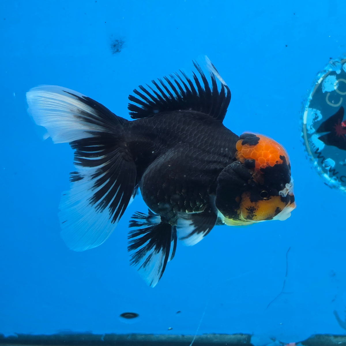 Thai Oranda Red Cap PomPom Color 3.5 in Body Male (FEB-533)R3A03