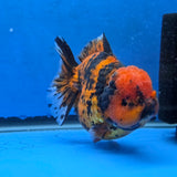 Thai Oranda Red Tiger Godzilla 5 inch Orchid Tail Body Female (G-FEB-108)BlueTubB