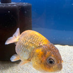 Thai Ranchu Gold Calico Body 3in Female (FEB-495)R3B10