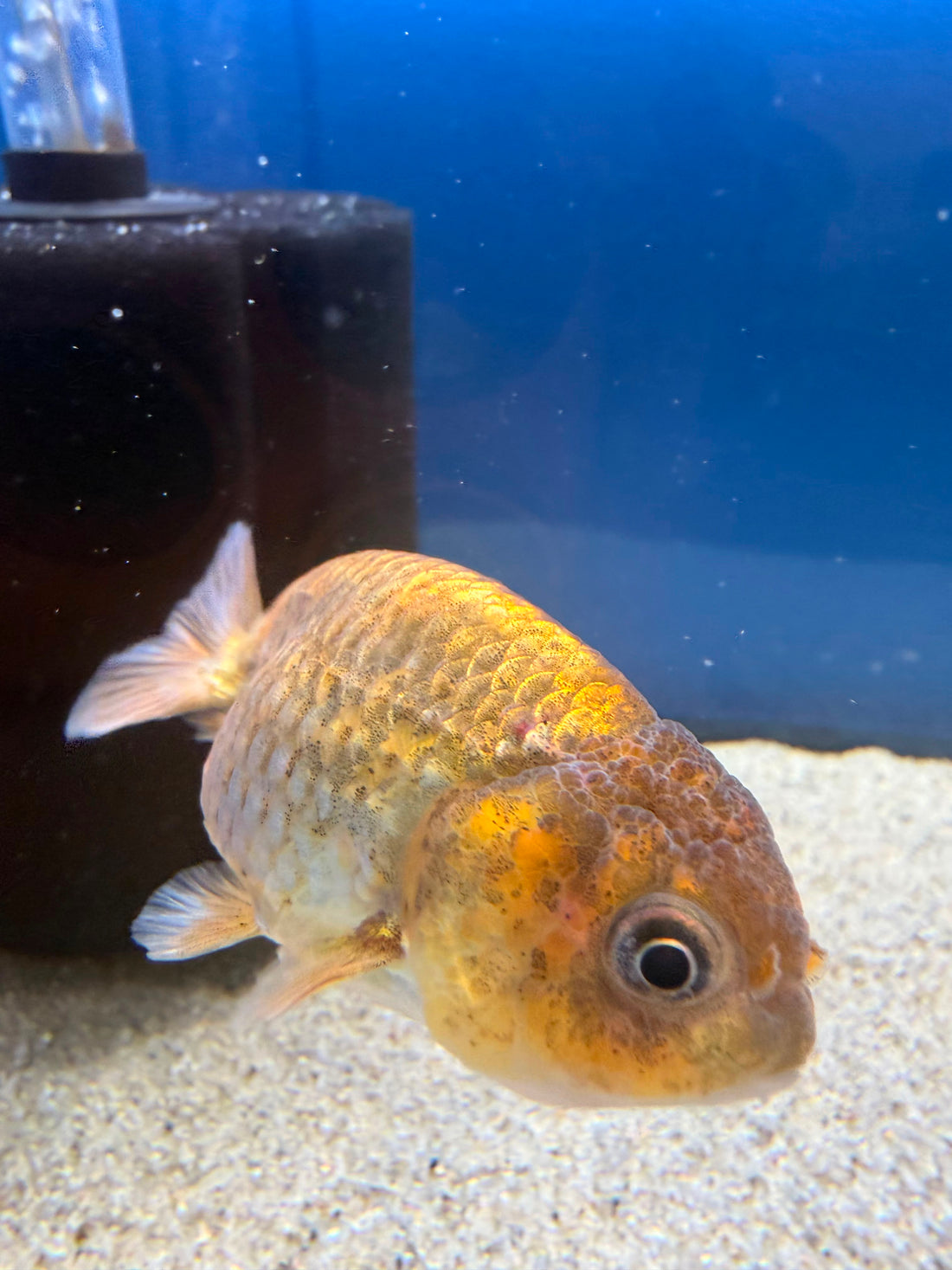 Thai Ranchu Gold Calico Body 3in Female (FEB-495)R3B10