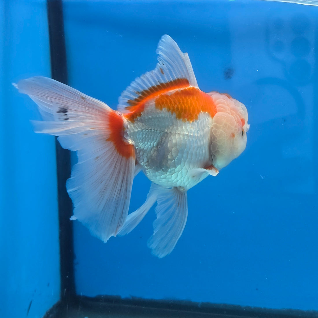 Thai Oranda Lemon Head Red and White 4" Body male 9mths(FEB-576)R2A02
