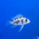 Black Widow Frontosa Cichlid 1.00-2.00 inch