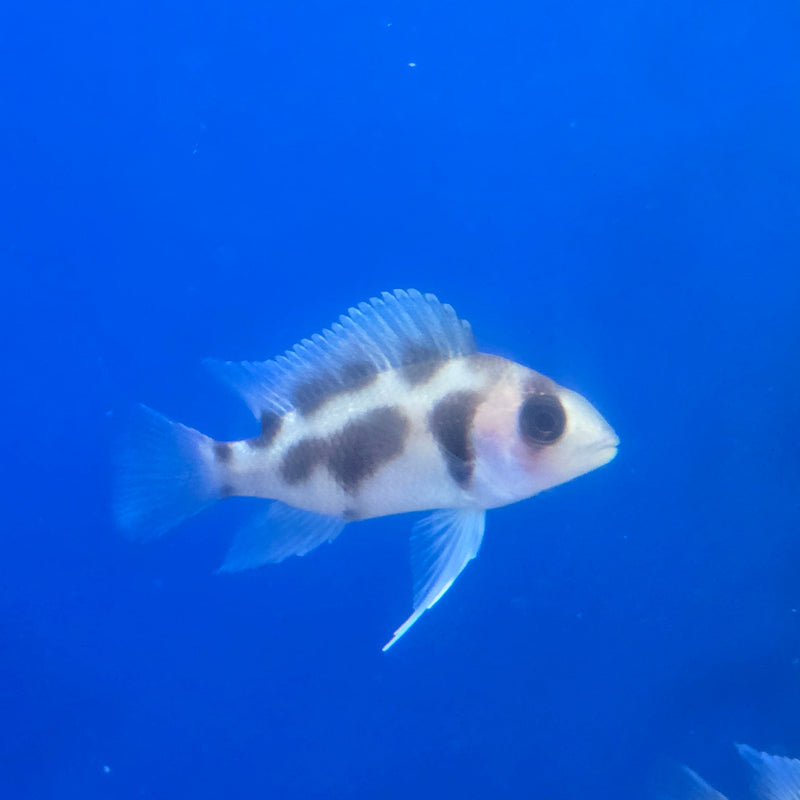 Black Widow Frontosa Cichlid 1.50-2.00 inch