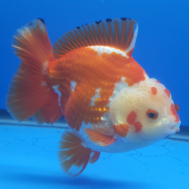 Thai Jumbo Oranda Red & White 5in Female (FEB-241)BLUETUB1