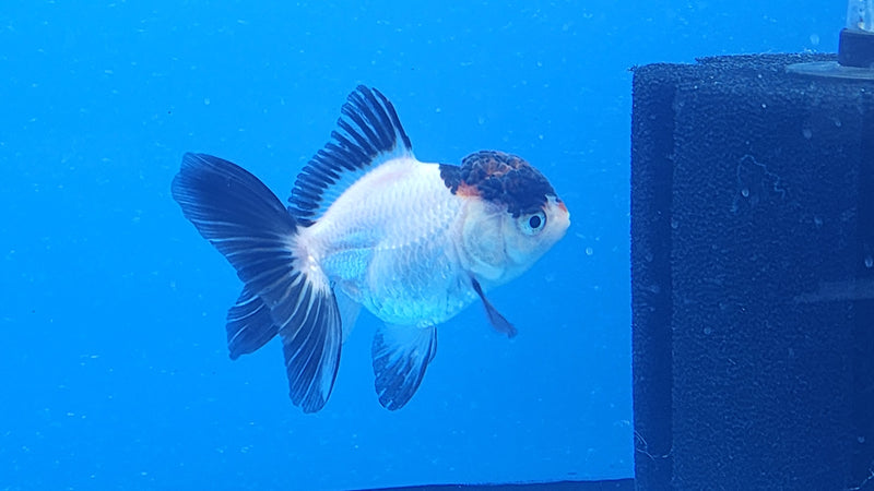 Thai Oranda White Panda Tri 2.5 F (FEB-191)R3A06