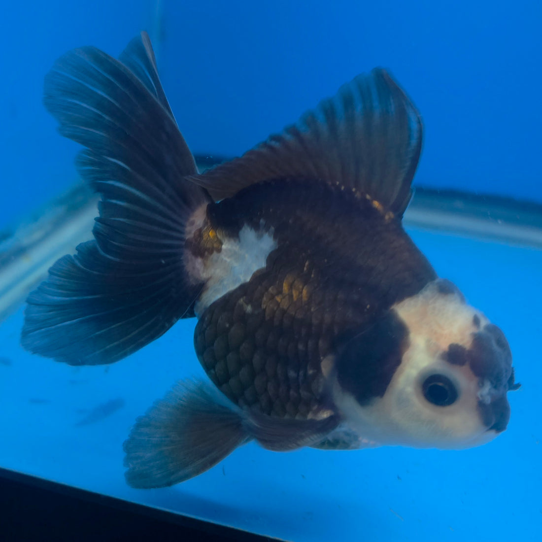 Thai Oranda Lemon Head Panda Jumbo Breed 2.8" Body Male 6mths(FEB-547)