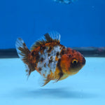 Thai Oranda Tiger Shogun Farm 2.8" Body Female 6mths(FEB-583)R3B02