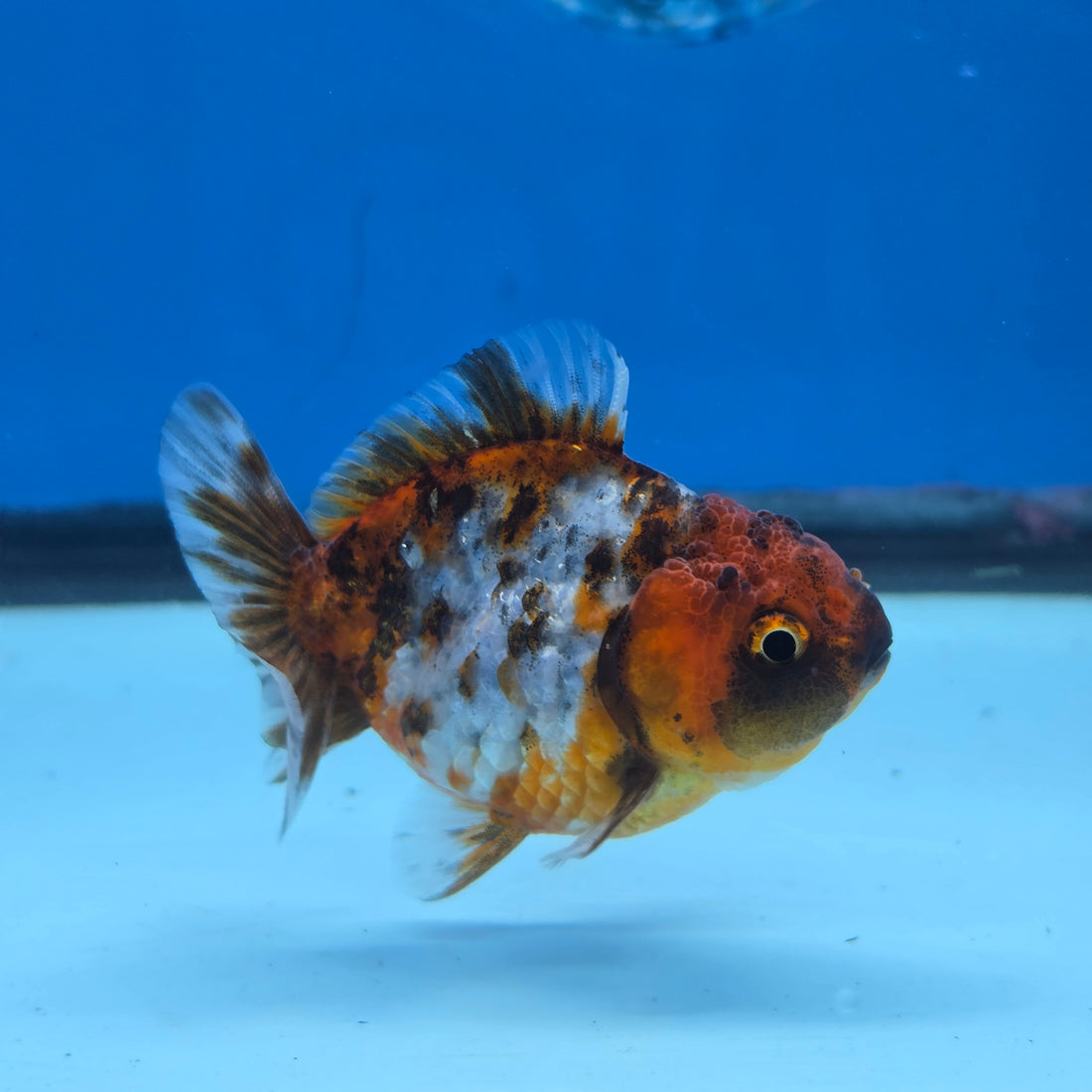 Thai Oranda Tiger Shogun Farm 2.8" Body Female 6mths(FEB-583)R3B02