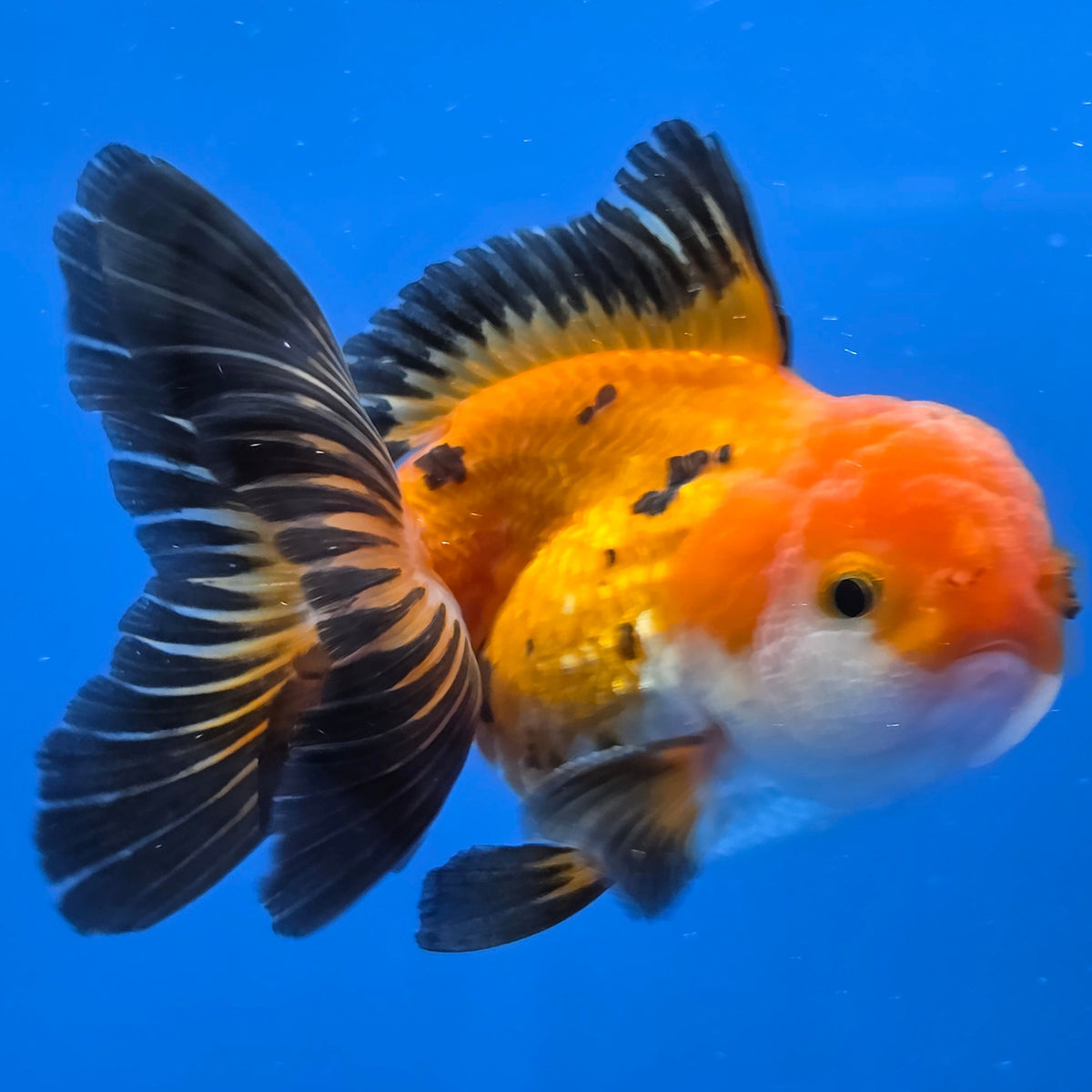 Thai Oranda Apache 2.50" Body male (FEB-746)R2B01